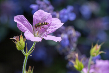 Schwebfliege auf Blüte © C. Schüßler