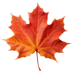 Obraz premium PNG Vibrant autumn maple leaf isolated