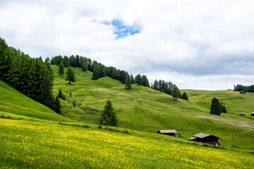Obraz premium Seiser Alm - Wanderparadies in den Südtiroler Dolomiten. Saftig grüne Wiesen mit urigen Hütten umringt vor schroffen Berggipfeln auf der größten Hochalm Europas.