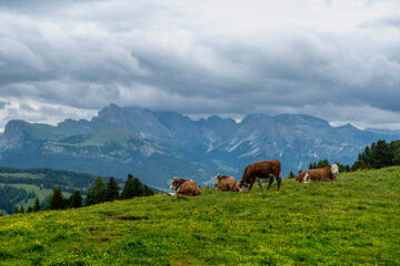 Seiser Alm - Wanderparadies in den Südtiroler Dolomiten. Saftig grüne Wiesen mit urigen Hütten umringt vor schroffen Berggipfeln auf der größten Hochalm Europas.