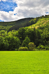 a healthy mixed forest as a HDR image upright
