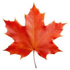 Obraz premium PNG Vibrant autumn maple leaf photo