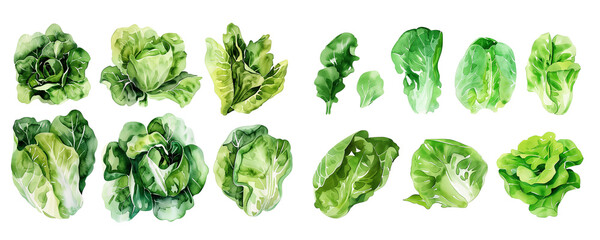 watercolor lettuce set. isolated vegetable. white transparent background