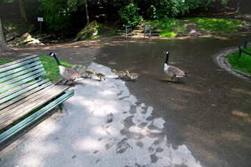 Duck family crossing the road