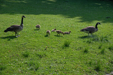 A family of ducks grazing on the lawn