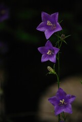 Eine lila Glockenblume vor dunkelgrünem Hintergrund.