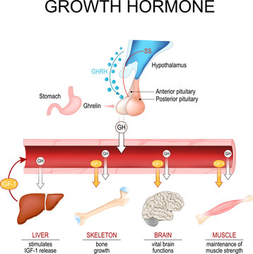 Growth hormone. Somatotropin. Hypothalamic-Pituitary-Somatotropic HPS Axis