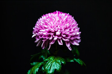 Obraz premium Stunning Pink Chrysanthemum