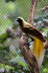 The lesser bird of paradise in nature