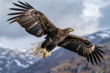 Obraz premium Full body shot of a golden eagle soaring in the sky, photographed from below with a wide-angle lens against a blue background in natural light.