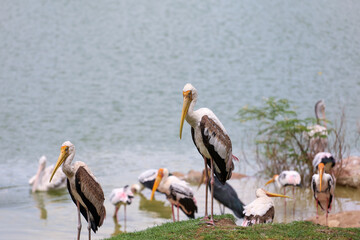 The Painted Stork bird (Mycteria leucocephala) in garden