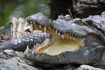 Close up crocodile is action show head in garden