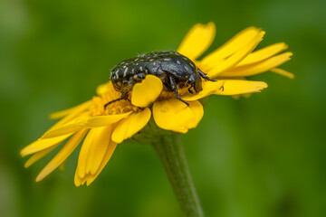 White spotted rose beetle - Oxythyrea funesta, beautiful black and white scarab beetle from European meadows and gardens, Zlin, Czech Republic.