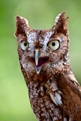 roufus screech owl bird talking beak open