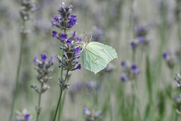Common brimstone butterfly (Gonepteryx rhamni) sitting on lavender in Zurich, Switzerland