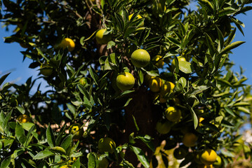 green plants for sale flower garden shop. Ornamental plant store.