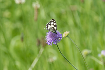 Marbled White (Melanargia galathea) butterfly sitting on a small scabious in Zurich, Switzerland