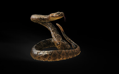 3d Illustration of Western Golden Diamondback Rattlesnake Posed to Strike on Dark Background with Clipping Path.
