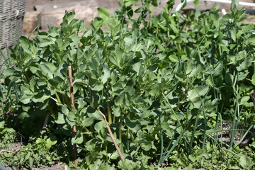 Broad bean seedlings grow on a bed in a home garden