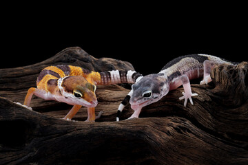 Fat-tailed geckos isolated on black background, leopard gecko lizard, eublepharis macularius