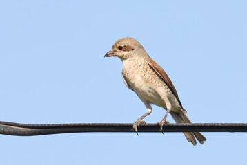 Juvenile Red backed Shrike on wire isolated on white, Lanius collurio, birds of Montenegro
