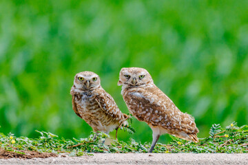 Burrowing owl adult and owlet staring at you in an agriculture field near Marana, Arizona