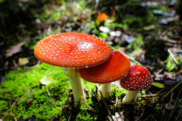 Three bright fly agarics lined up in a row in the autumn forest.