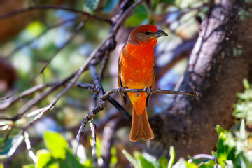 Male hepatic tanager perched on a branch in Madera Canyon, Arizona.