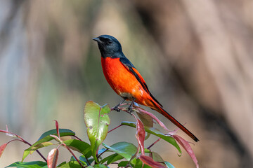 Long-tailed Minivet similar to Scarlet and short-billed minivets, Has lumpy fork on  the wing.