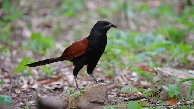Coucals, Crow pheasants birdwatching in the forest.