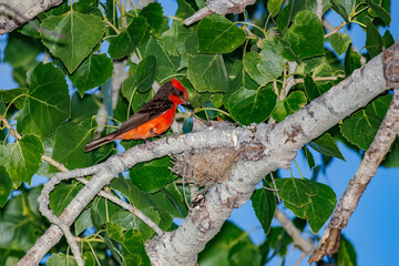Male vermillion flycatcher feeding babies