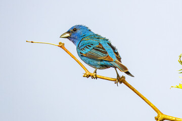 Male Indigo Bunting perched on a branch looking left
