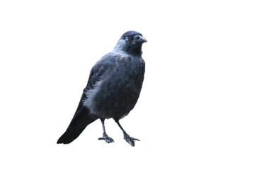 western jackdaw (Coloeus monedula)