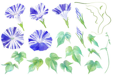 Fototapeta premium 夏の花。青色（江戸紫）のアサガオの水彩イラスト。パーツセット。 