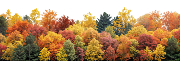 Vibrant Autumn Forest with Colorful Foliage on Transparent Background, Ideal for Seasonal and Nature-themed Projects