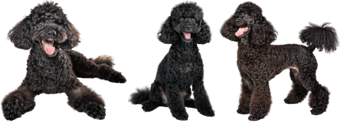 Bundle of Happy Black Poodles in Various Poses on Transparent Background, Perfect for Pet Advertising and Dog Grooming Promotions