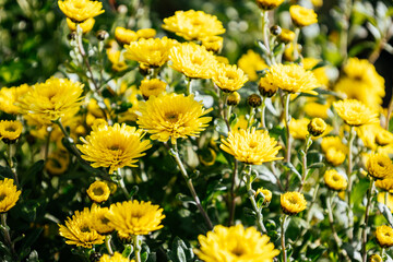 Blossom of yellow bright chrysanthemums in autumn. Mums or chrysanths from the Asteraceae family. Fall background for a beautiful greeting card. The autumn flower. Soft focus.