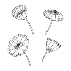 Set of sketch hand drawn cosmea flower. Cosmos flower illustration. Vector illustration. EPS 10. 