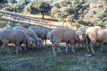 Sheep Grazing in Villaviciosa de Cordoba Countryside