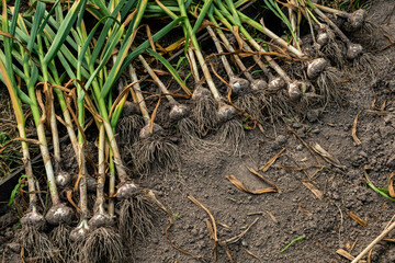Freshly Harvested Garlic Plants on Soil