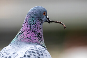 pigeon gather nesting material a twig