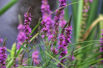 Lythrum salicaria. Purple loosestrife flowers in bloom.