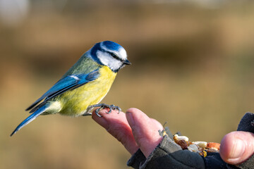 Blue Tit on hand