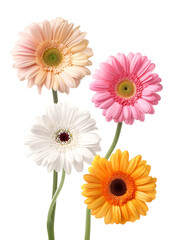 Gerberas beautiful flowers in air on white background