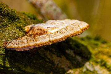 Tree Fungus