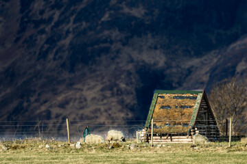 Sheep House