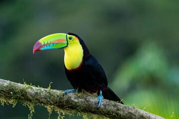Keel-billed Toucan (ramphastos sulfuratus) in the wild - stock photo