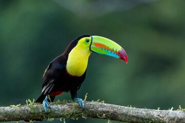 Keel-billed Toucan (ramphastos sulfuratus) in the wild - stock photo