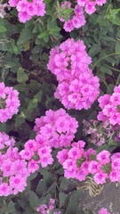 pink flowers
