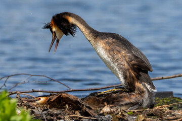 Great Crested Grebe mating ritual